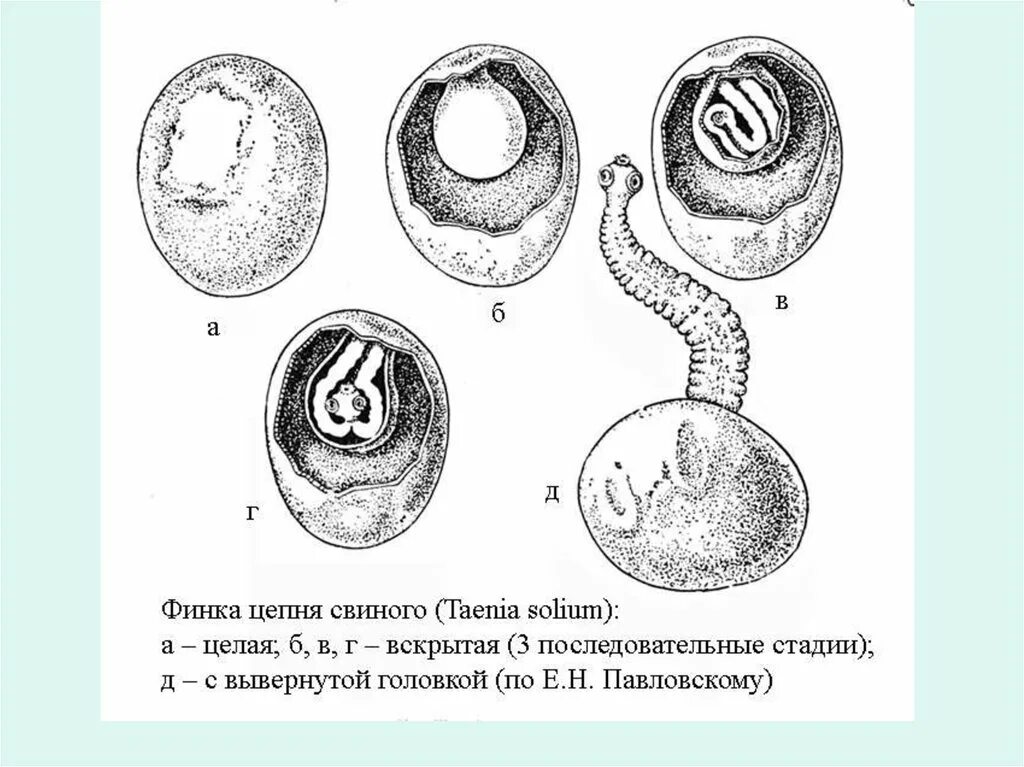 Выход из яиц шестикрючной личинки онкосферы