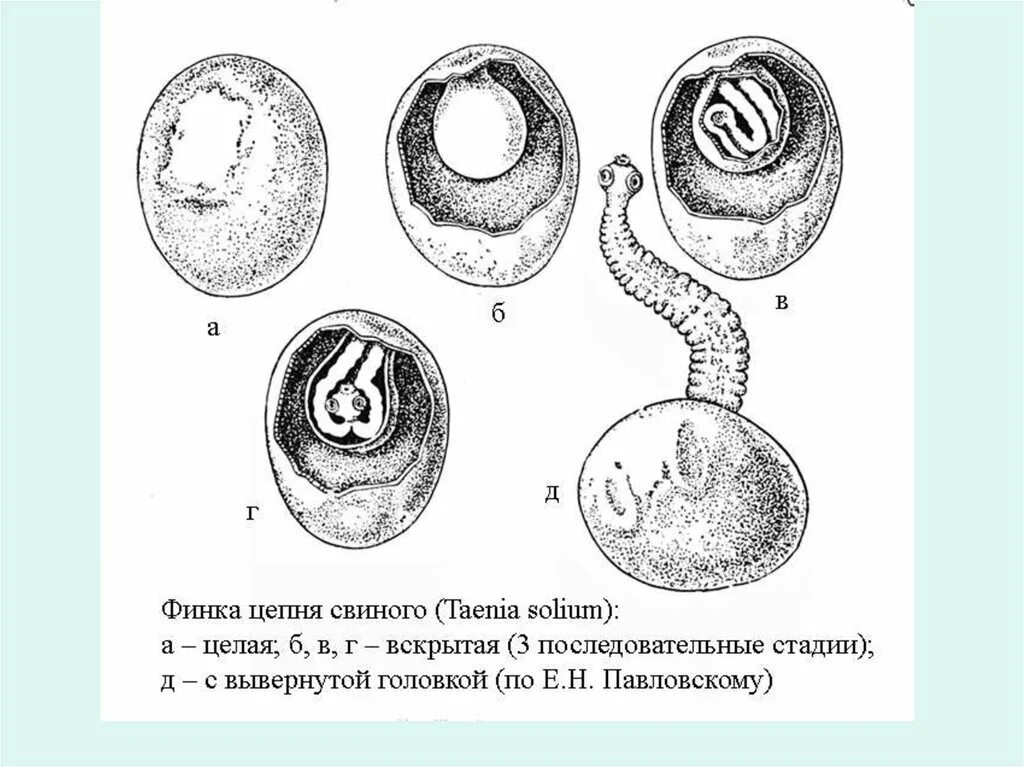 Строение яйца свиного цепня. Финна бычьего и свиного цепня. Финны свиного цепня препарат. Яйцо с онкосферой