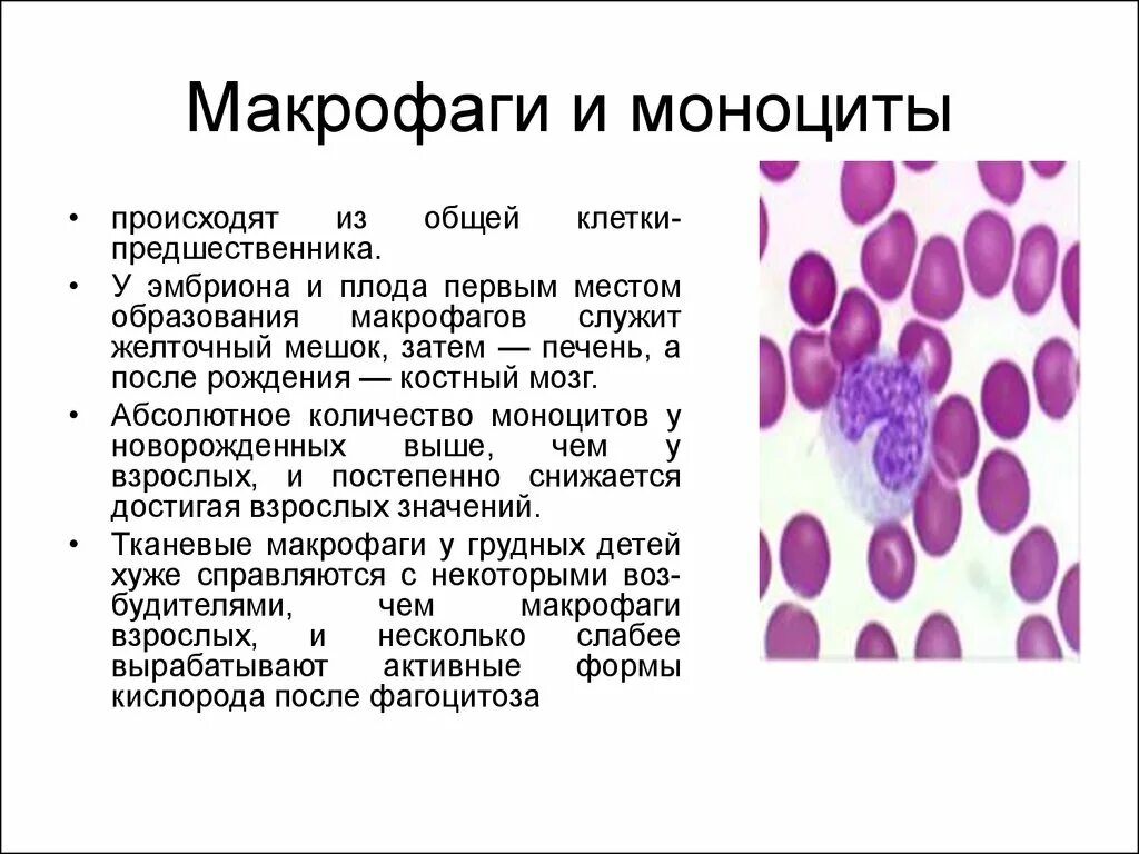 Моноциты и макрофаги. Макрофаги это клетки. Моноциты физиология. Клетки макрофагального типа. Клетками макрофагами являются