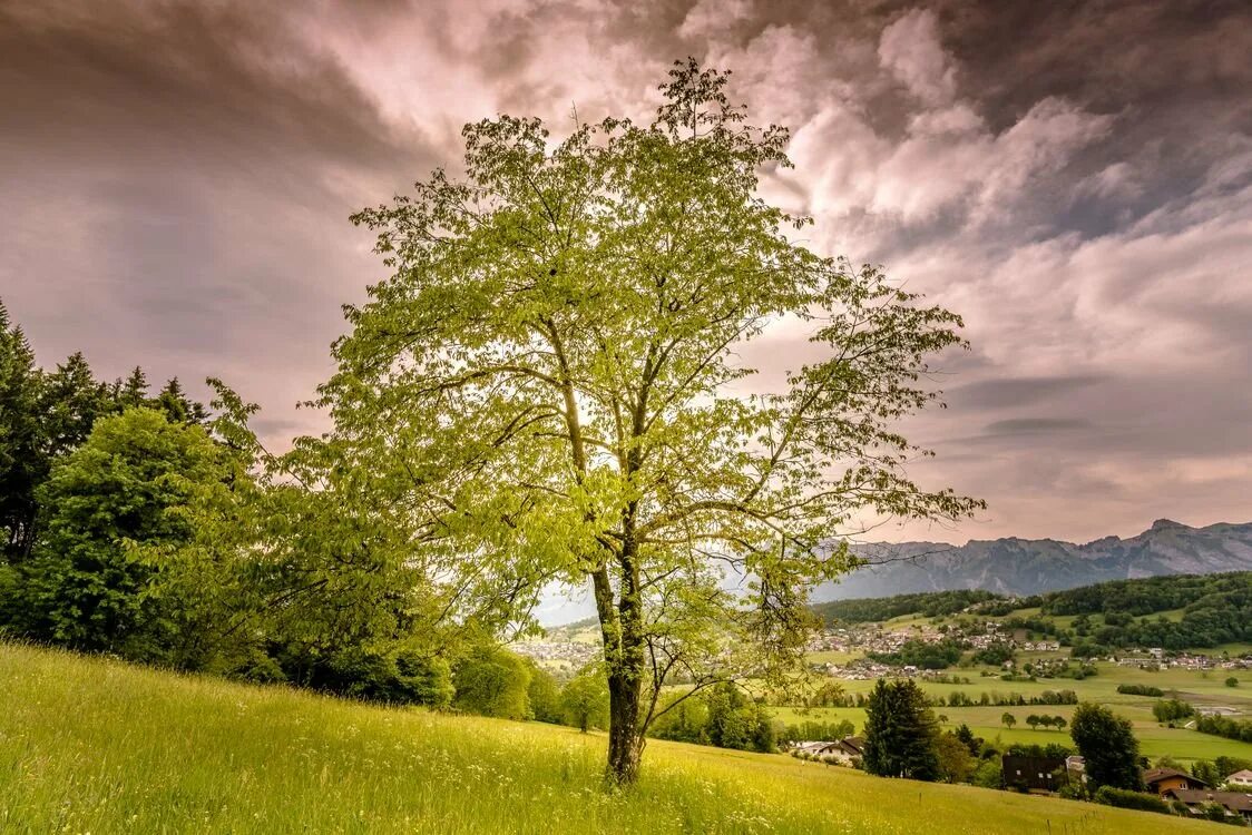 Красивое дерево. Пейзаж холмы и деревья. Дерево на переднем плане. Дерево на переднем плане. Одинокое дерево на холме.
