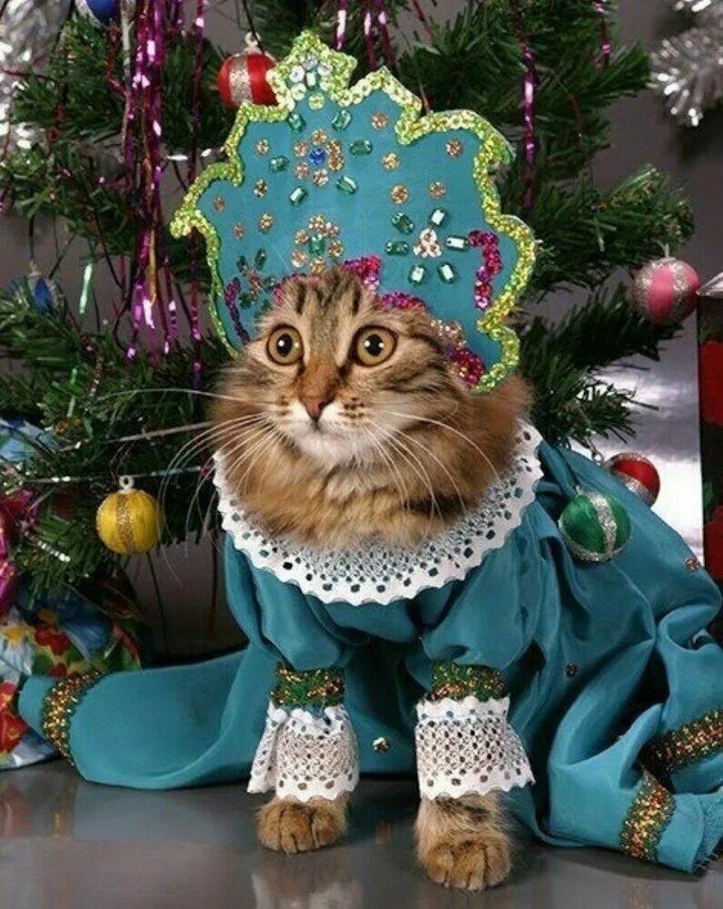 Кот празднует новый год. Новогодние коты. костюм снегурочки для кошки. кот в костюме снегурочки. новогодний костюм для кошки.