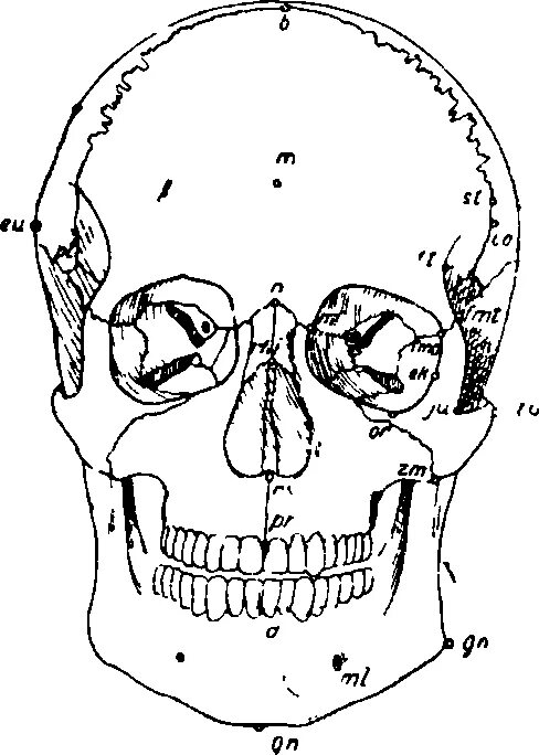 Точка спереди. Краниометрические точки на черепе. Краниометрия брегма. Точки Эурион. Основные краниометрические точки черепа.