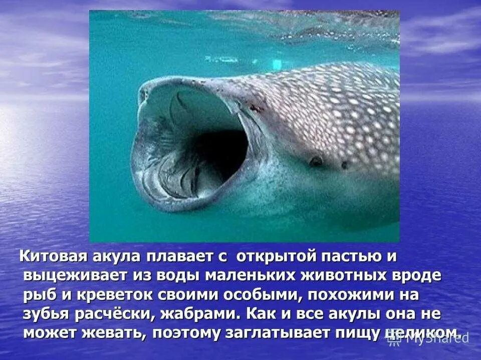 Морские обитатели доклад. Китовая акула 2 класс. Факты о морских животных. Интересные факты о морских обитателях. Морские животные с описанием.