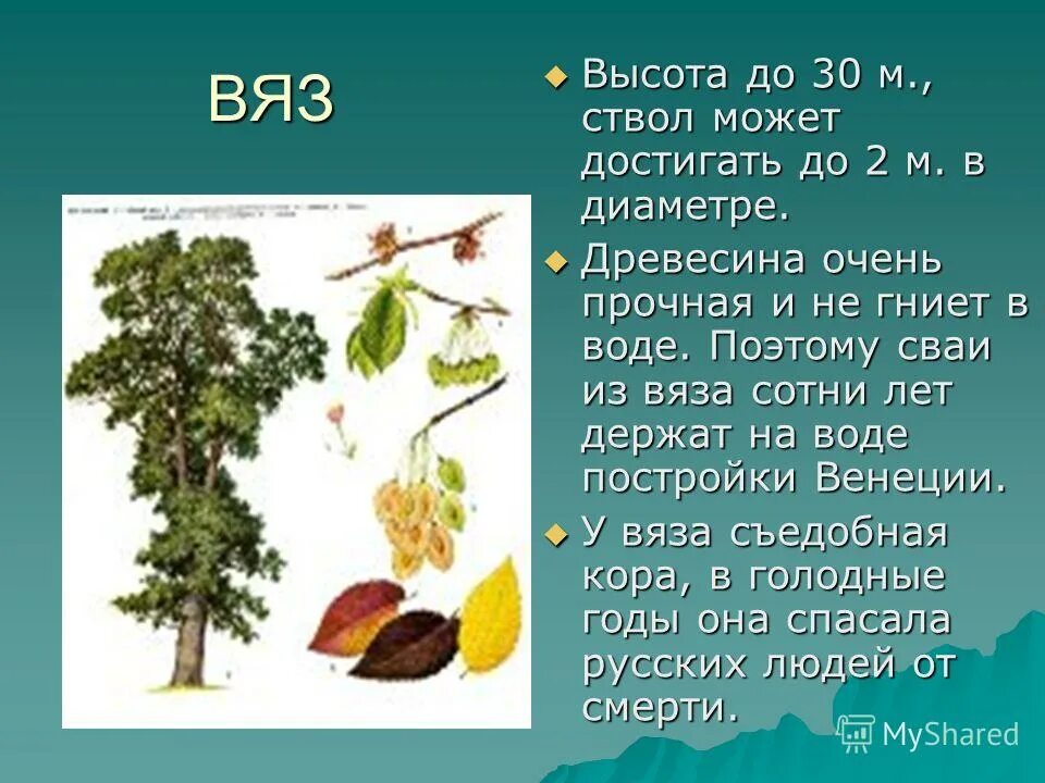 Вяз какая порода: найдено 90 картинок