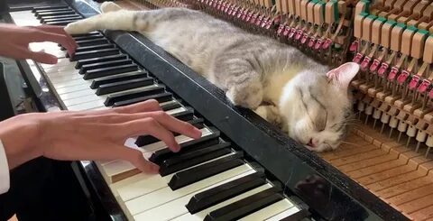 He isn t playing the piano