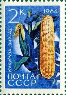 File:The Soviet Union 1964 CPA 3063 stamp (Agricultural Crops of the USSR. 