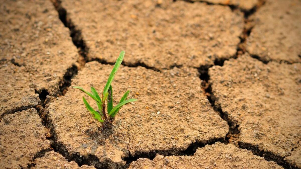 Проблемы почв. Почвенные проблемы экологии. Проблемы почв. Проблемы почв. Проблемы почвы экология.