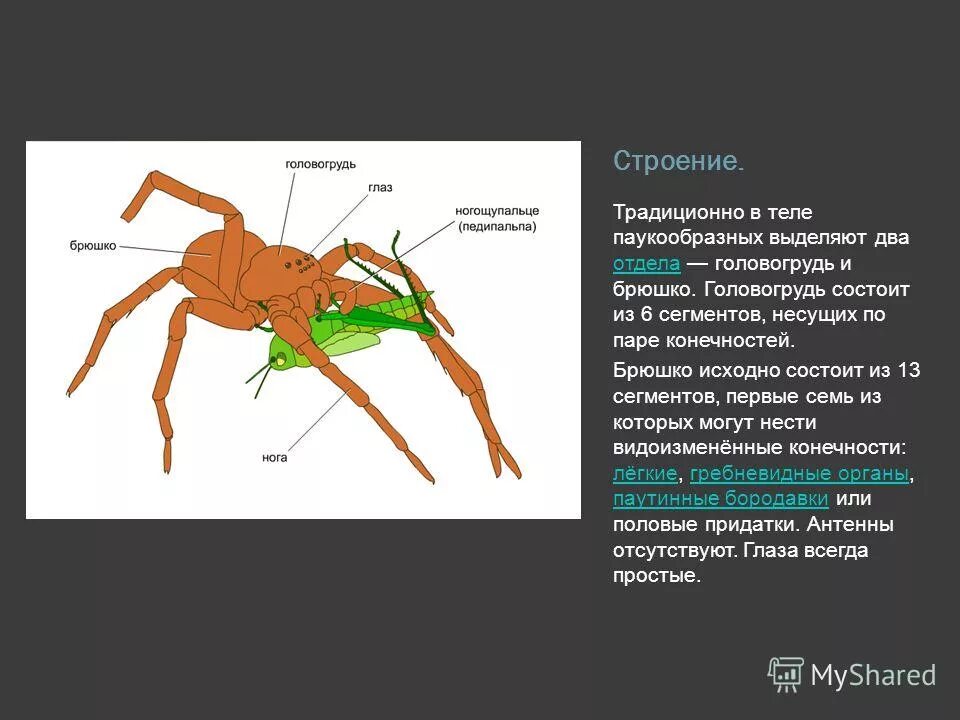 Головогрудь какие органы