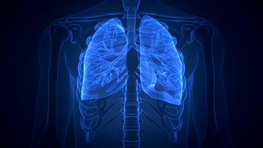 Заболевания органов дыхания. Рентген органов дыхания. Включи хорошие легкие. Органы дыхания. На что похожи легкие человека.