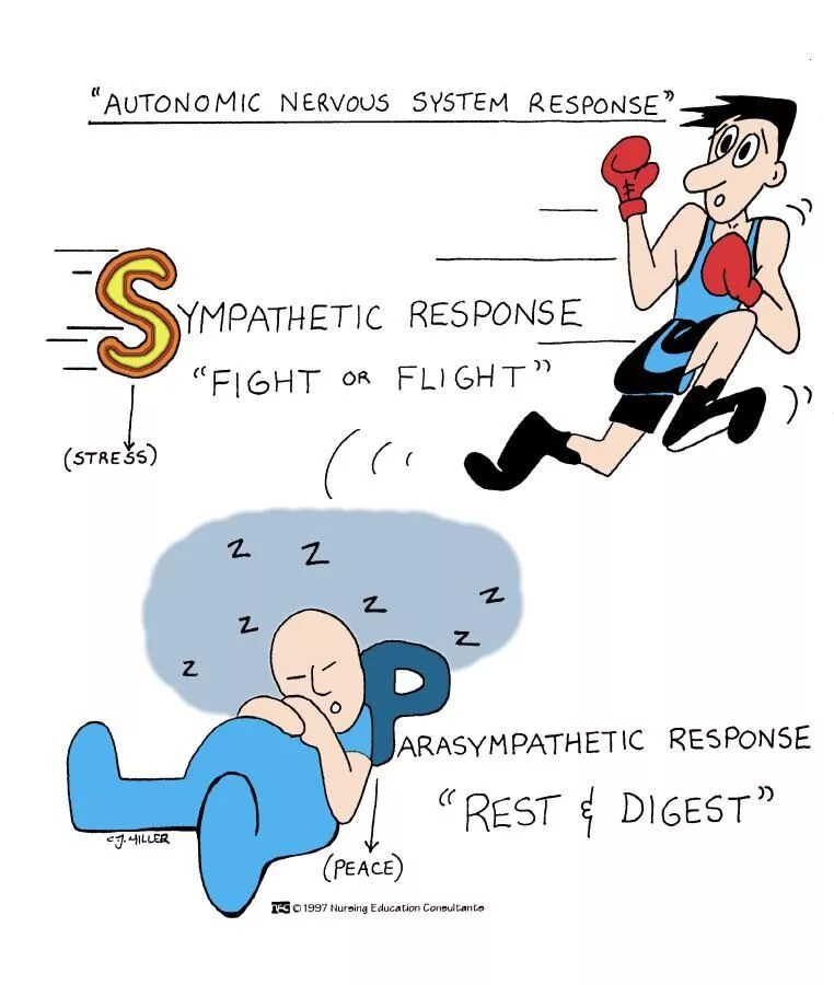 Rest Digest. Моя нервная система картинки смешные. Нервная система смешно. Fight or Flight rest and Digest. Rest response