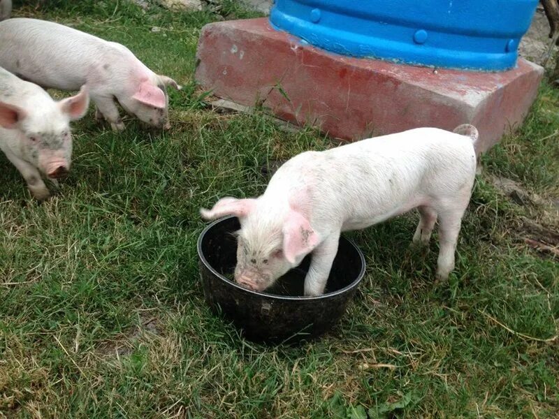 купила животных ставрополь