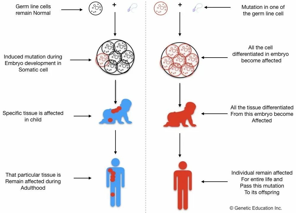 Global mutation. Somatic Mutation. Types of Mutations.