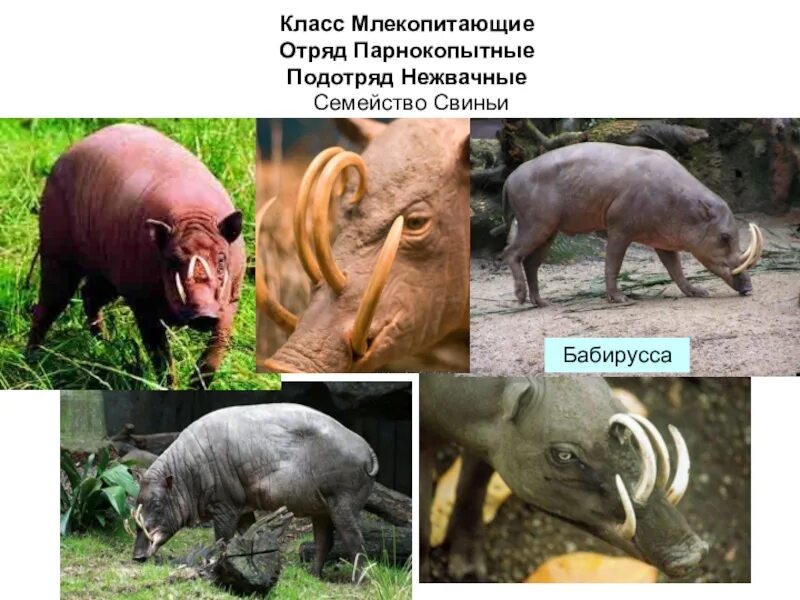 Млекопитающие высшие животные