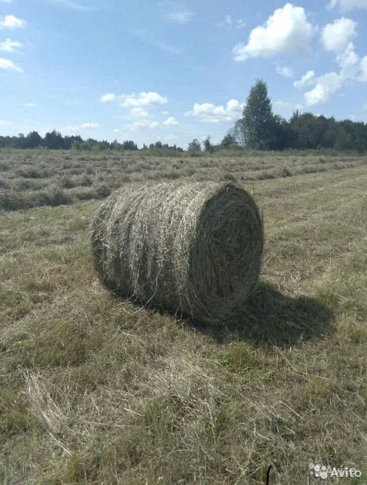 Саратовский область сена