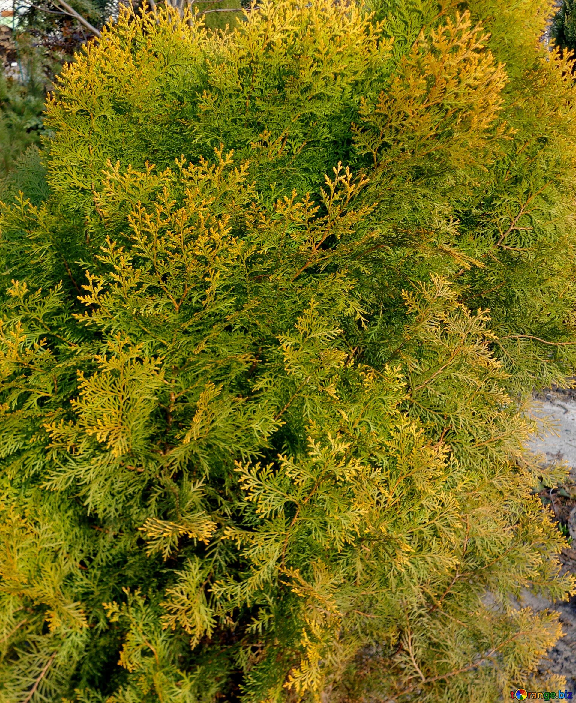 Туи осенью. Туя западная jantar. Туя пожелтела. Туя западная пожелтела. Туя лесная.