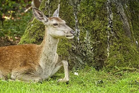 Doe
