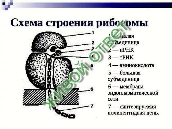 Органоид обозначен на рисунке цифрой. Схема строения рибосомы. Малая субъединица рибосомы.