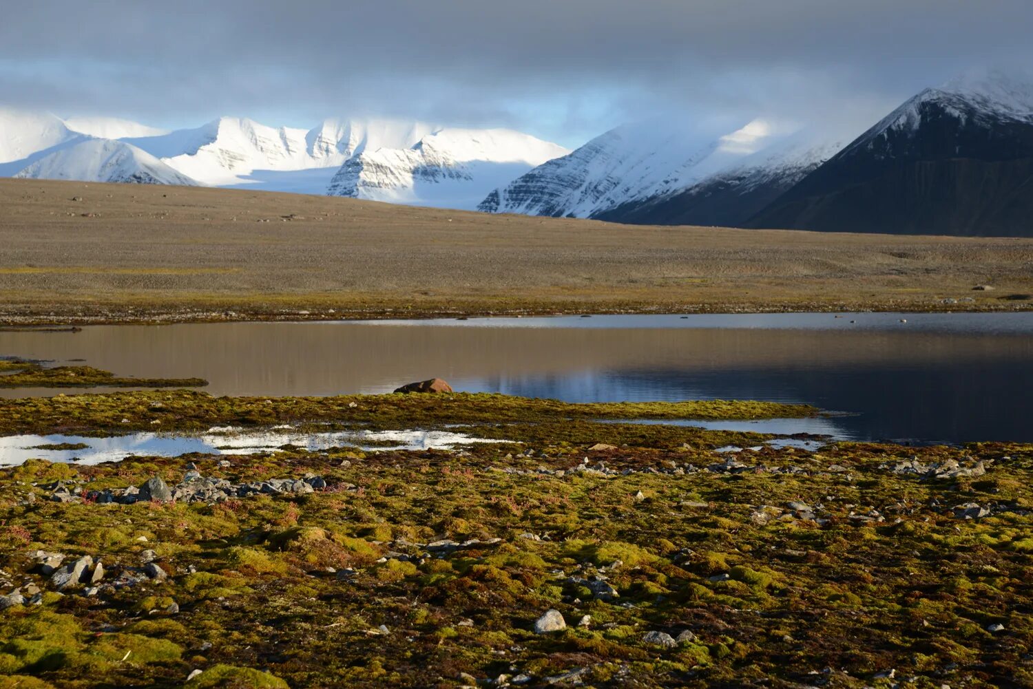 тундры на полуострове таймыр. арктическая тундра. зона арктической тундры. южная тундра россии. арктическая тундра россии.