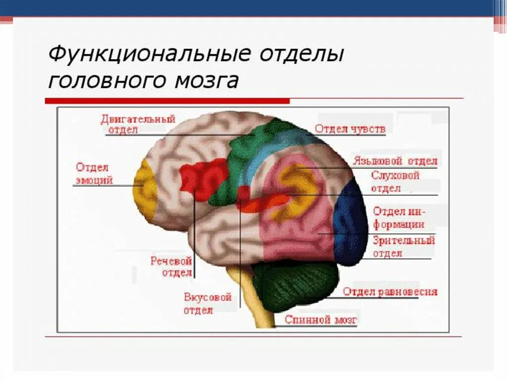 Анатомия и физиология нервной системы. Речевой отдел мозга. Краткие сведения об анатомии и физиологии человека. Анатомия и физиология головного мозга.