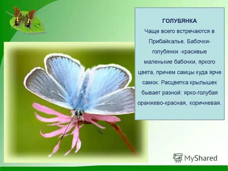 бабочка это насекомое или. к какому классу относится бабочка. представители чешуекрылых насекомых. к какому отряду относится бабочка. отряд чешуекрылые крылья.