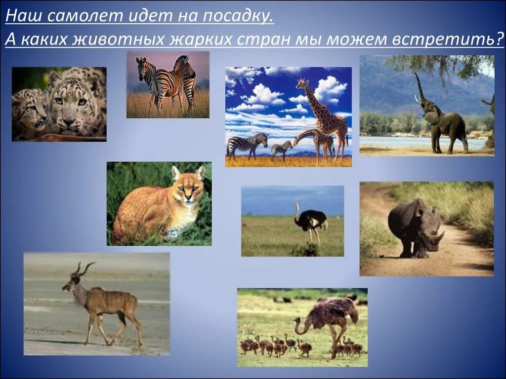 Дети диких животных. Рассказ о животных жарких стран. Доклад о животных жарких стран. Животные теплых краев. Животные теплых краев.