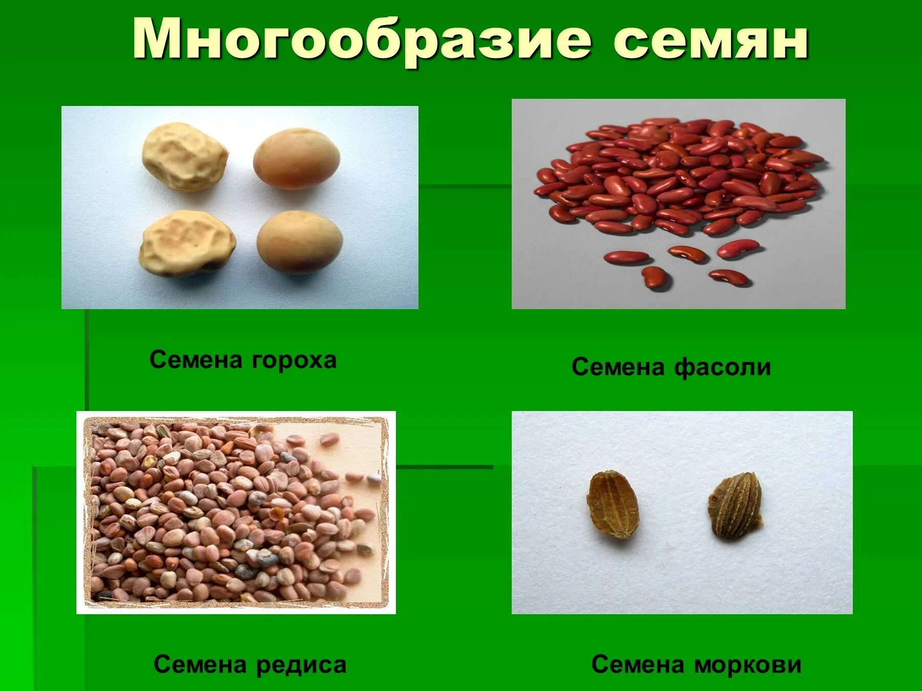 Многообразие семян. Разнообразие семян. Семена растений. Семена разных растений. Семена для дошкольников.