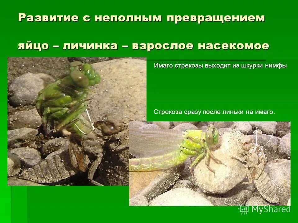 жизненный цикл стрекозы схема. неполное превращение стрекоз. неполное превращение стрекоз. цикл развития поденки. неполное превращение стрекоз.