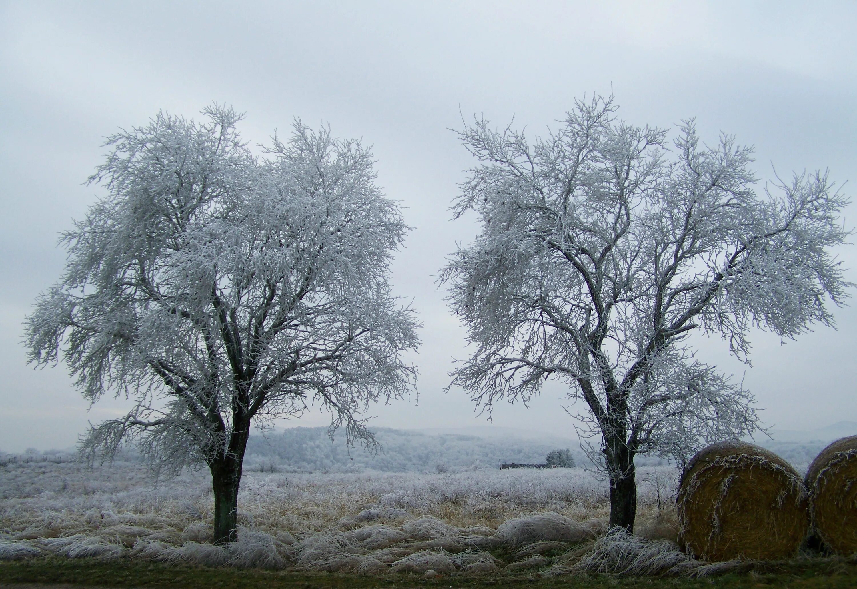 Седое дерево. Седая зима. Холодное дерево. Снег седины.