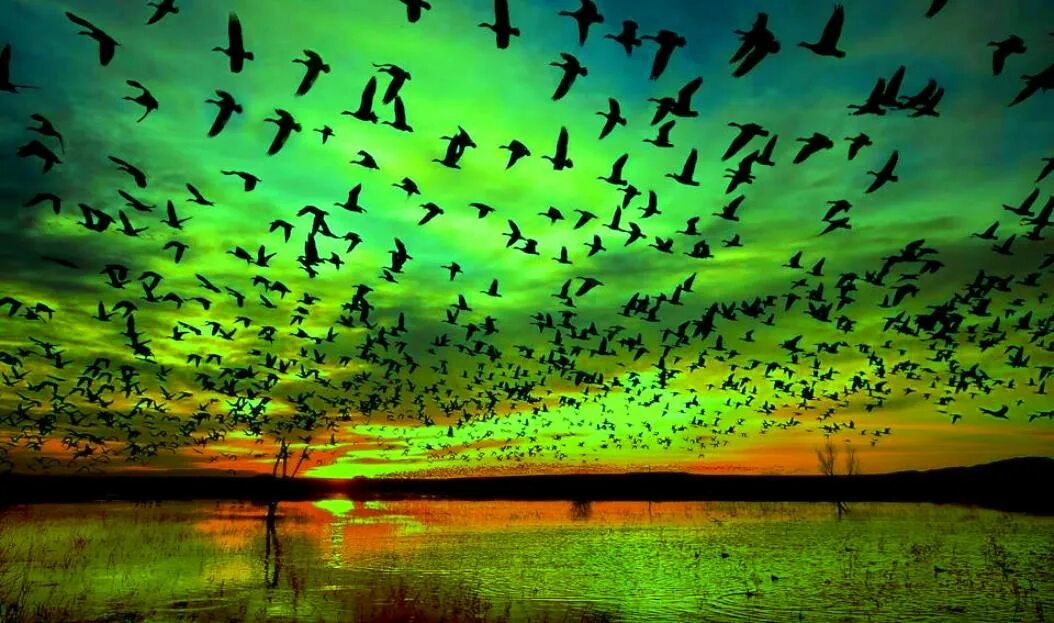 Долина Джатинга Индия. Стая птиц. Птицы в небе. Много птиц.