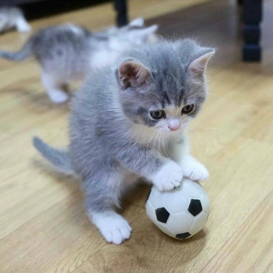 Очень смешной котенок
