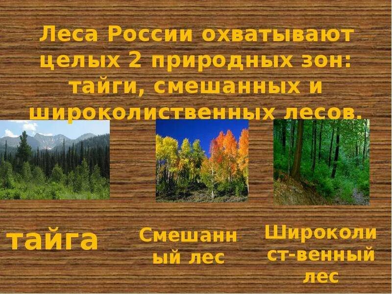 Таблица разнообразие лесов. Леса России 8 класс. Леса России презентация. Тайга смешанный и широколиственный лес. Леса России 8 класс география.