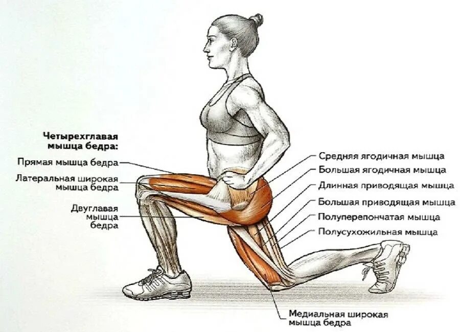 Мышцы задействованные при приседании плие. Выпады группы мышц. Выпады упражнение мышцы. Приседания плие мышцы задействованы.