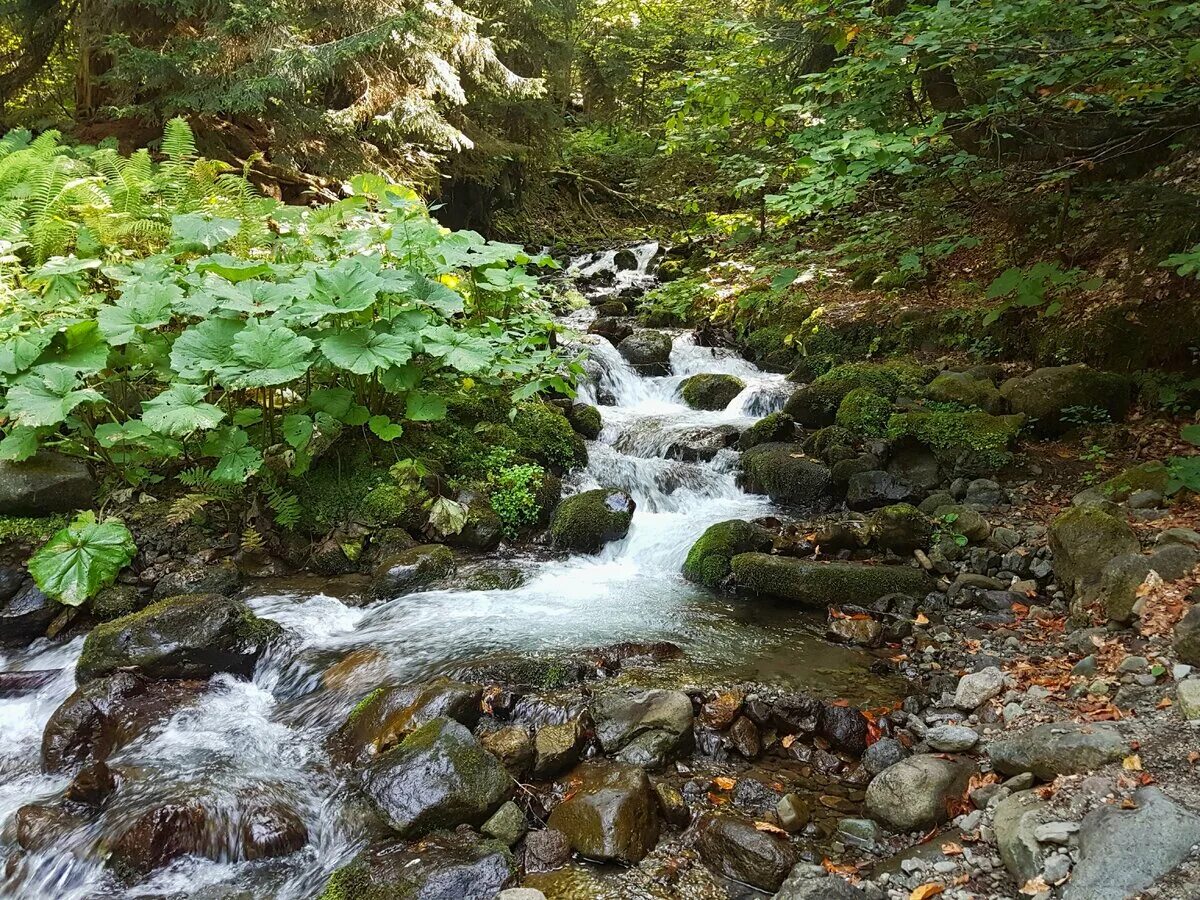 Горный край вода. Горные Родники Дагестана. Горный ручей Приморский край. Родник ааштопф Германия. Родник горный ключ Алтай.