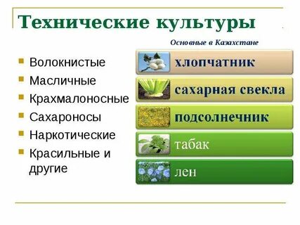 Технические культуры определение