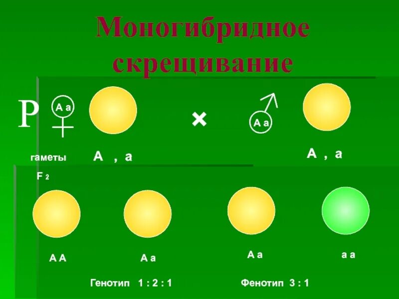 Отличия дигибридного скрещивания от моногибридного. Моногибридное и дигибридное скрещивание. Моногибридное скрещивание генотип. Моногибридное скрещивание и дигибридное скрещивание. Схема моногибридного скрещивания.