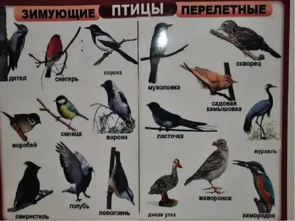 Виды птиц 2 класс