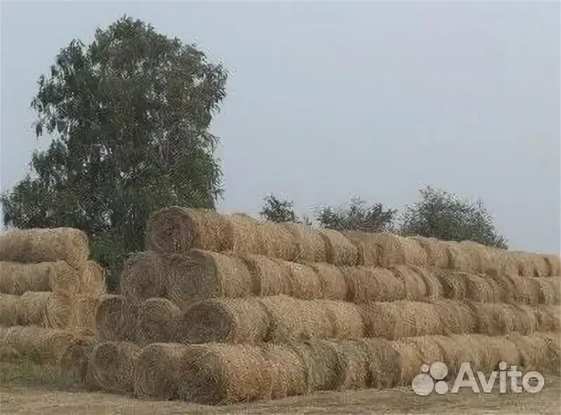 Сено для крс. Сено в рулонах. Солома в рулонах. Сено в тюках 500 кг. Рулон сена 500 кг.