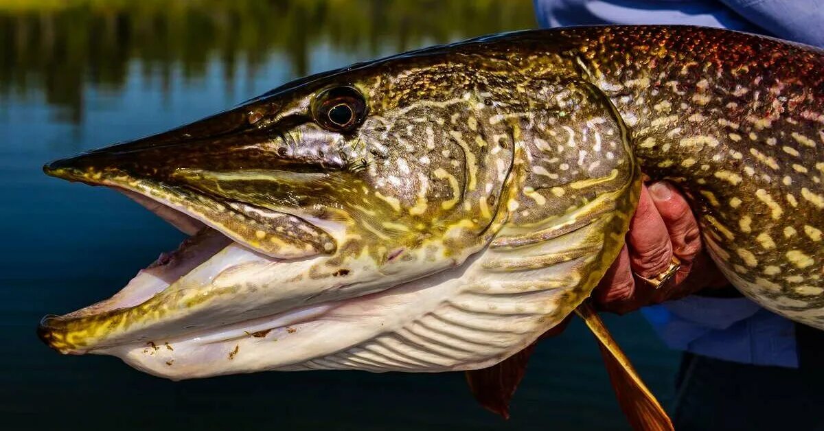 Ловля щуки на спиннинг. Почему щука дорогая. Приманки на щуку осенью на спиннинг. Морда щуки. Гигантская щука.