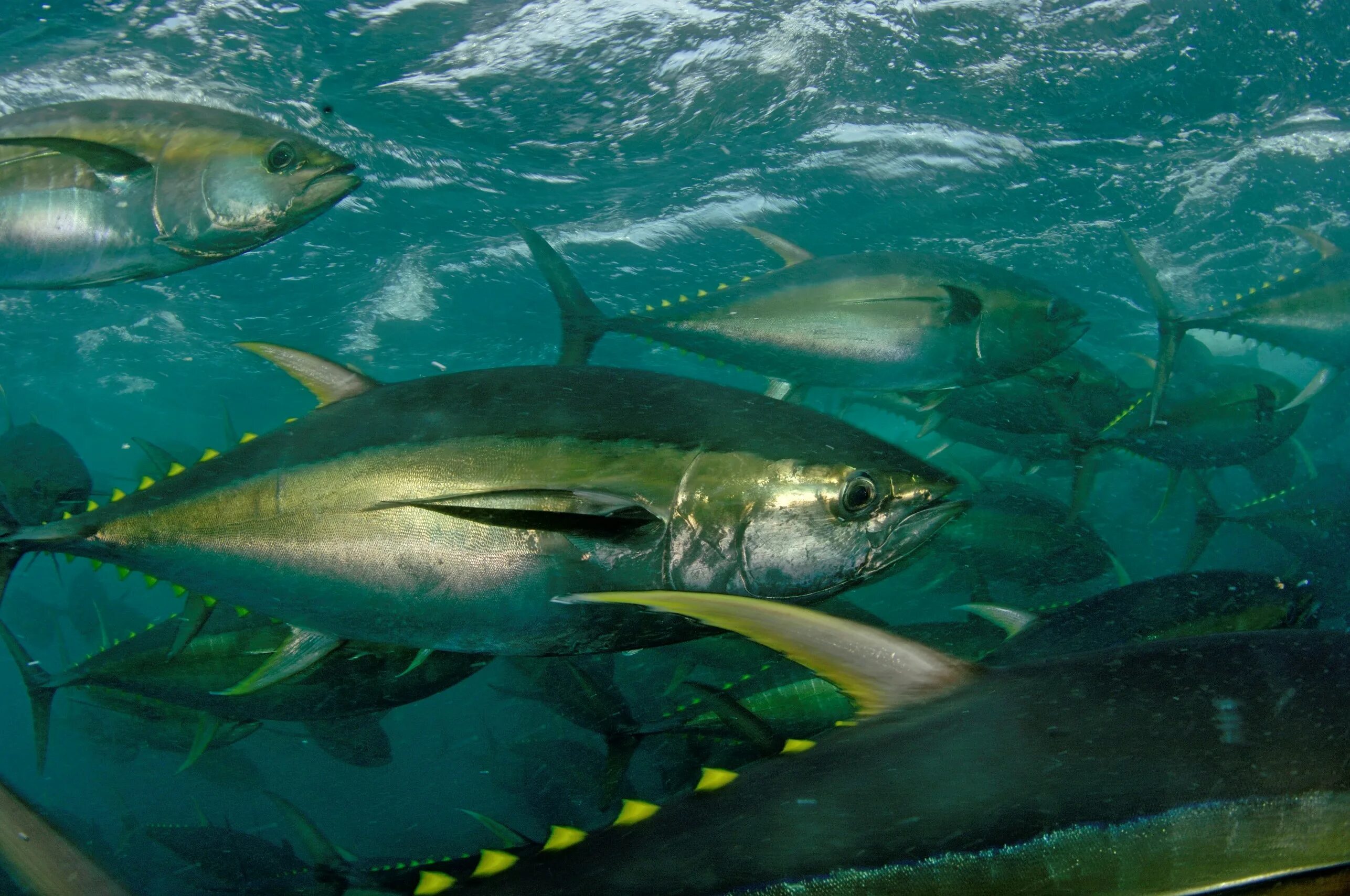 Рыба тунец цена. Тунец Yellowfin. Тунец, Yellowfin (желтопёрый). Желтопёрый тунец Thunnus Albacares. Желтоперый (желтохвостый) тунец.