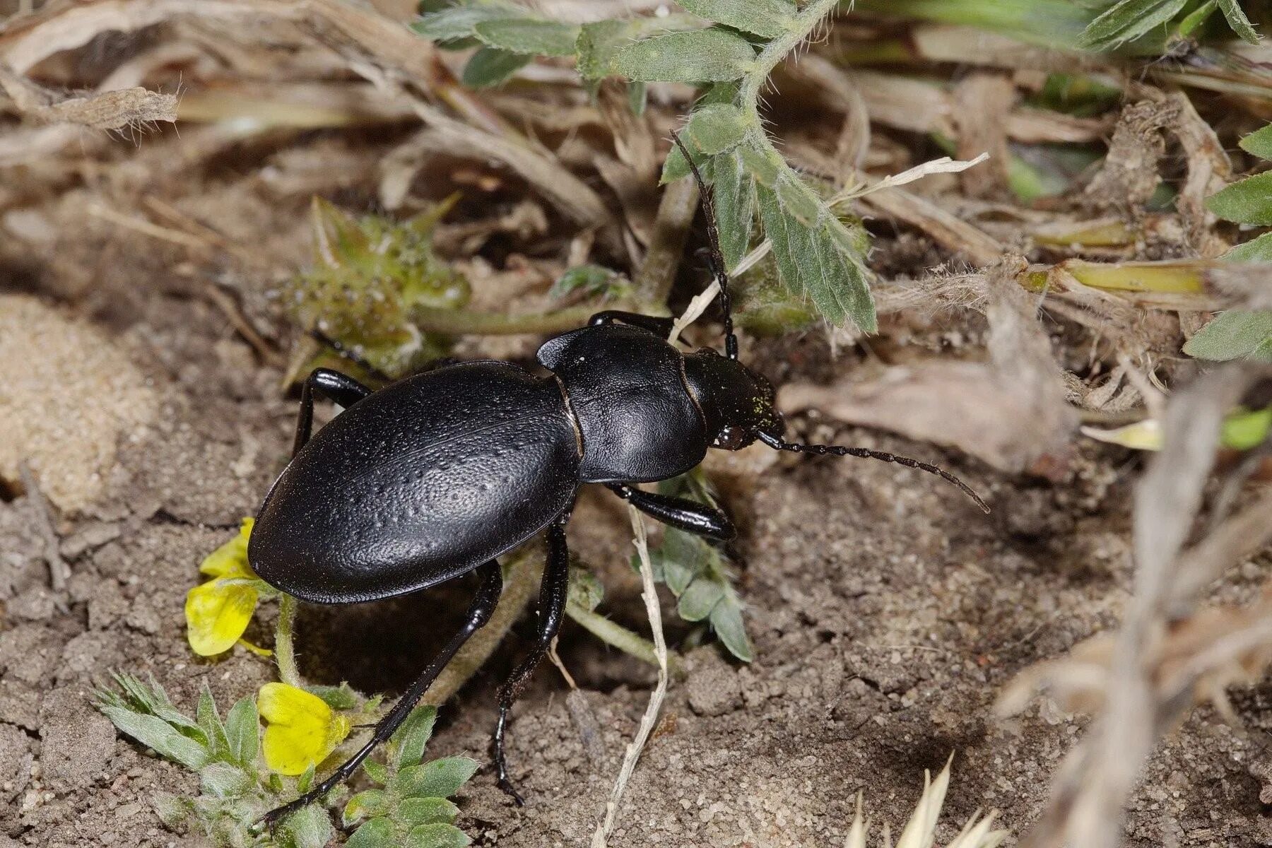 Жужелица венгерская Carabus Hungaricus. Жук эпомис. Жук жужелица. Черный Жук жужелица. Жука черного песни