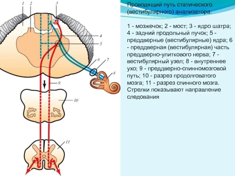 Анализатор состоит из рецепторов и проводящих. Проводящие пути вестибулярного анализатора схема. Преддверно улитковый анализатор схема. Проводящий путь вестибулярного анализатора схема. Вестибуло мозжечковый путь схема.