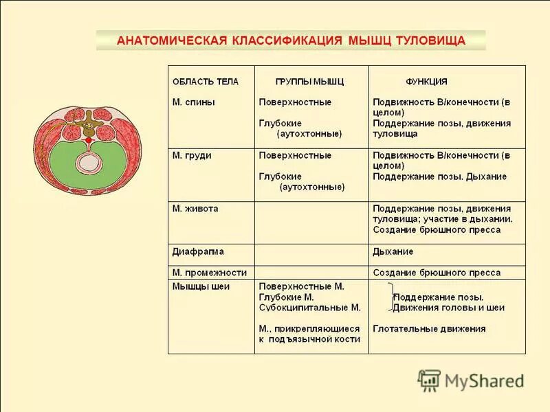 Классификация мышц по направлению волокон. Классификация мышц анатомия. Строение и форма мышц анатомия. Строение и форма мышц анатомия. Классификация мышц по структуре.