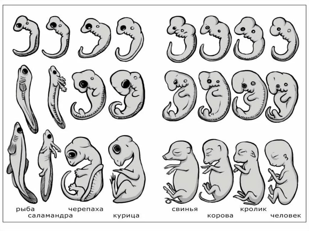 Рост и развитие животных 6. Геккель рисунки эмбрионов. Рост и развитие животных. Рост и развитие животных схема. Эмбрионы Геккеля.