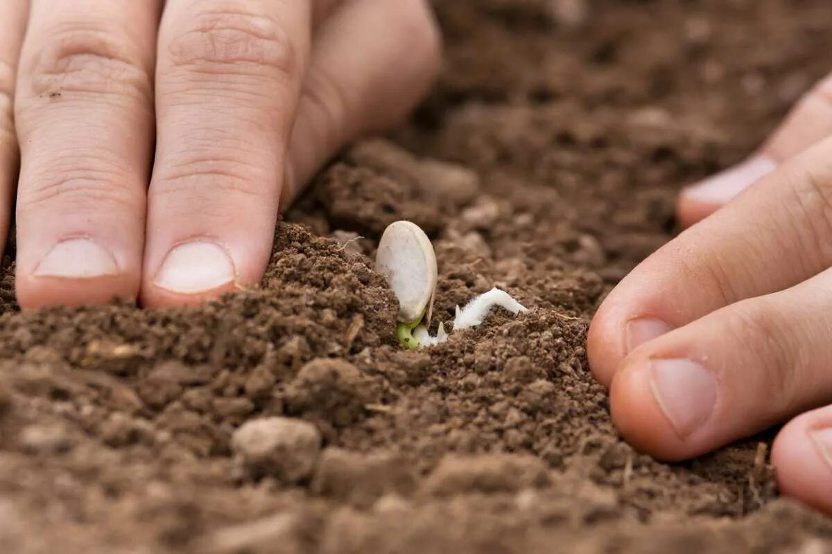 Как правильно сеяте или сеете. Посев семян. Посев семян в грунт. Посадка семян в почву. Сажать семена в открытый грунт.