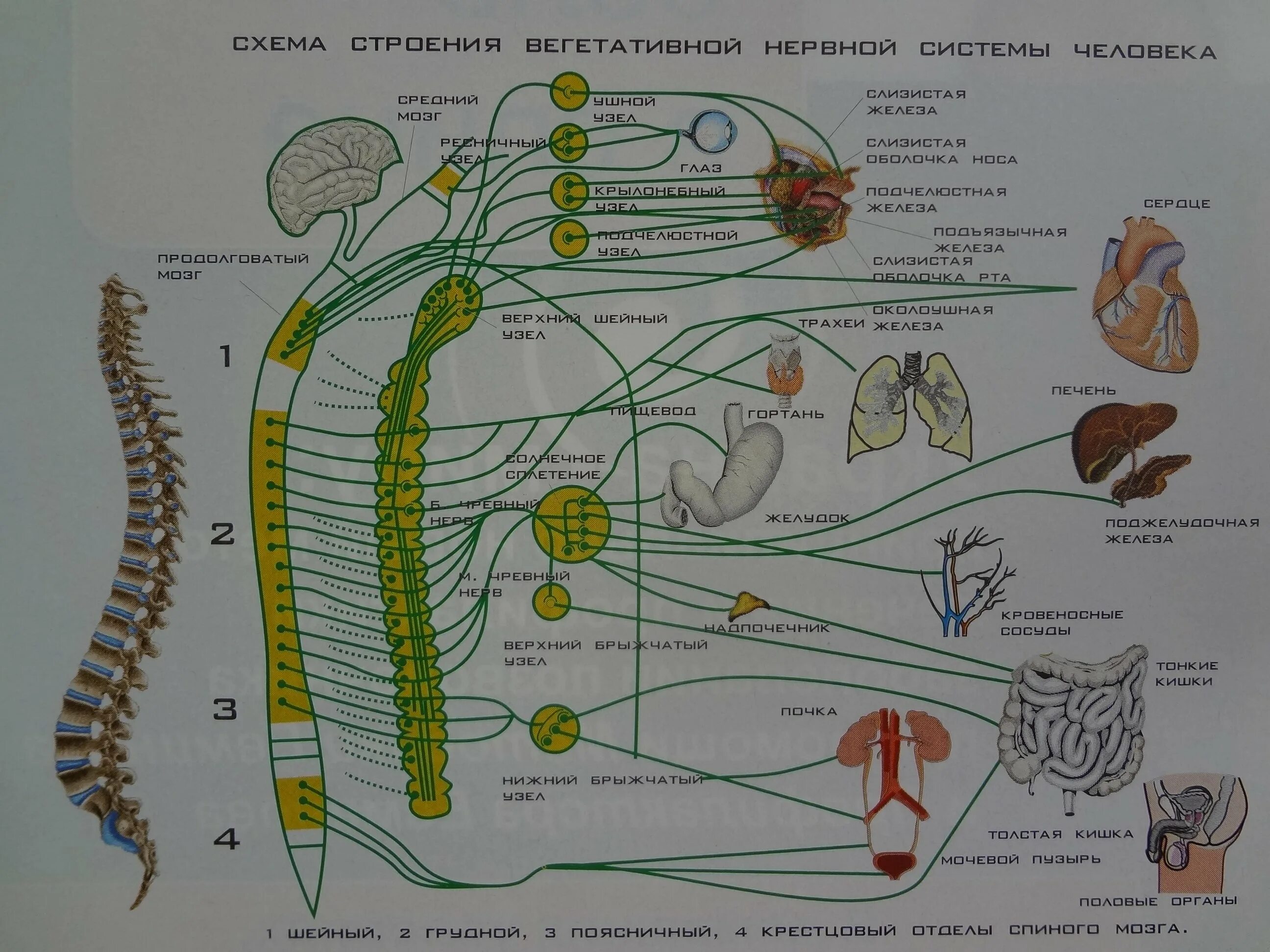 Вегетативная автономная нервная система. Вегетативная нервная сист. Симпатическая вегетативная нервная система. Строение симпатического отдела вегетативной нервной системы схема. Схема связи симпатического нерва с цереброспинальной системой.