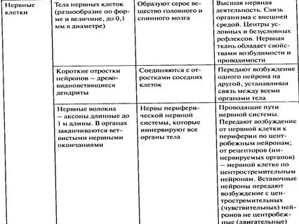 Нервная ткань таблица