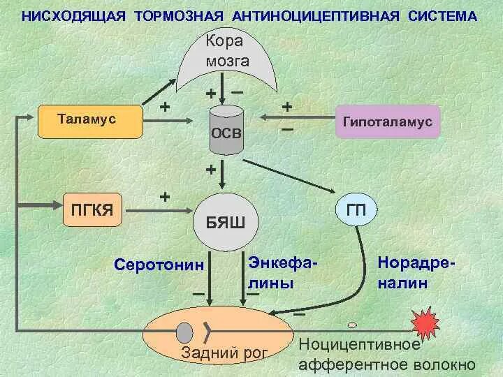 Нисходящая система. Локальный контроль боли. Нисходящий контроль боли. Локальный контроль боли физиология. Антиноцицептивная система.