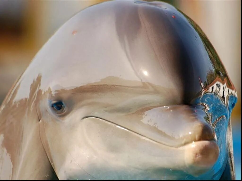 Кожа дельфина. Дельфин зубы. Глаз дельфина. Дельфины глаза.