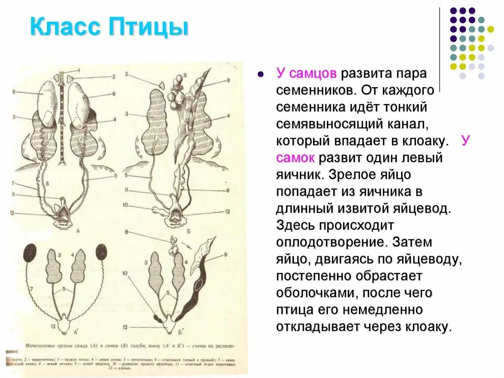 Органы размножения самцов птиц. Органы размножения птиц самок. Физиология органов размножения самок. Органы размножения самок у животных кратко.