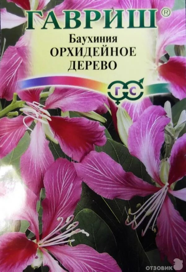 Баухиния орхидейное дерево выращивание. Баухиния орхидейное дерево. баухиния орхидейное дерево гавриш. баухиния орхидейное дерево семена. баухиния пестрая орхидейное дерево.